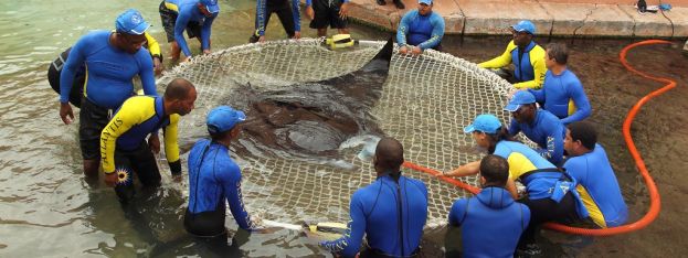 Hot News | Atlantis, Paradise Island transfers a 700 pound Manta ray | caribbeantravel.com