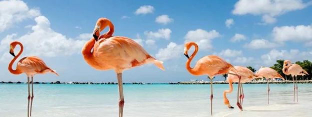 Hot News | Baha Mar Launches Global Search For Chief Flamingo Officer | caribbeantravel.com