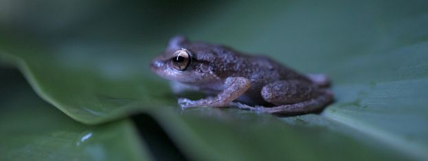 Hot News | DISCOVER PUERTO RICO LAUNCHES THE UNIQUE ADOPT A COQUÍ CAMPAIGN | caribbeantravel.com