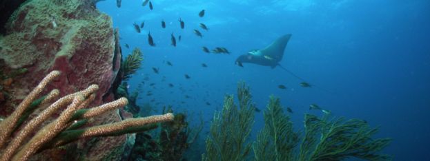 Hot News | Dive into Pure Grenadas Underwater Festival | caribbeantravel.com