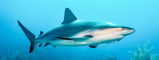 Hot News | EVERY WEEK IS SHARK WEEK ON GRAND BAHAMA ISLAND | caribbeantravel.com