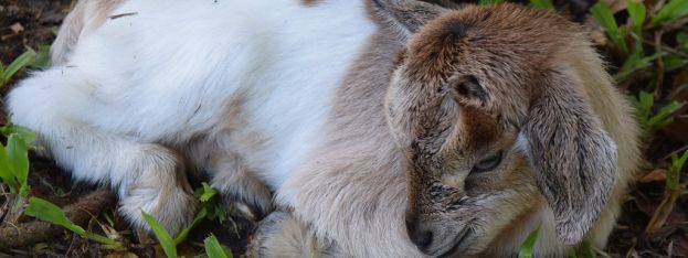 Hot News | Furry twins born at SUNSET at the PALMS in NEGRIL! | caribbeantravel.com