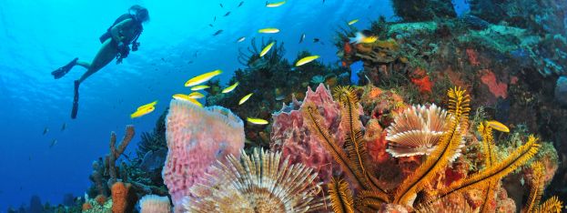 Hot News | Martinique, An Island To Dive For | caribbeantravel.com