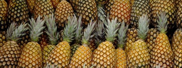 Travel Log | Gregory Towns 26th Annual Pineapple Festival, Eleuthera, Bahamas | caribbeantravel.com