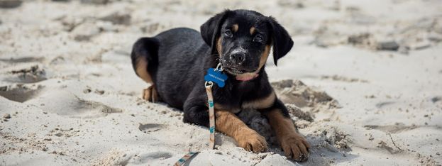 Travel Log | In Provo, potcake pups are an attraction | caribbeantravel.com