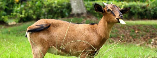 Travel Log | Kid you not: A four-legged groundskeeper at Jamaica resort | caribbeantravel.com