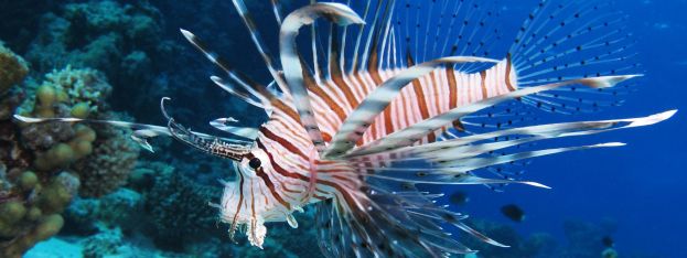 Travel Log | Practicing Sustainability While Battling the Lionfish | caribbeantravel.com