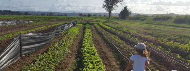 Travel Log | San Juan hotel partners with organic farm on voluntourism program | caribbeantravel.com