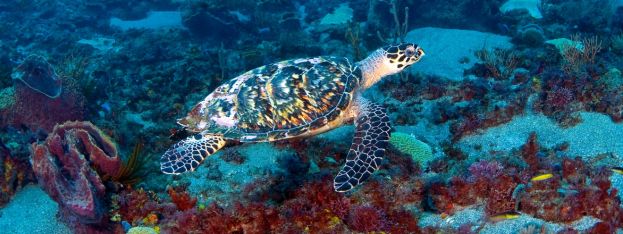 Travel Log | Where to See Sea Turtles in the Caribbean | caribbeantravel.com