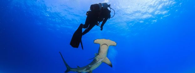 Travel Log | You Dont Have to Be Michael Phelps to Swim with Sharks | caribbeantravel.com