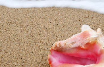 caribbean-daily-turks-and-caicos-islands-the-conch-farm