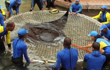 hot-news-atlantis-paradise-island-transfers-a-700-pound-manta-ray