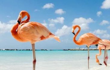 hot-news-baha-mar-launches-global-search-for-chief-flamingo-officer