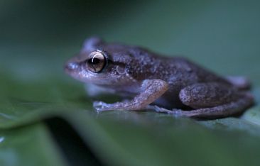 hot-news-discover-puerto-rico-launches-the-unique-adopt-a-coqu-campaign