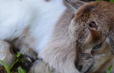 hot-news-furry-twins-born-at-sunset-at-the-palms-in-negril