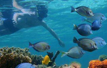 hot-news-grand-bahama-island-is-open