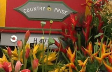hot-news-grenada-wins-14th-gold-medal-at-rhs-chelsea-flower-show