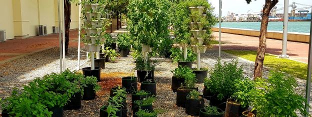 hot-news-hyatt-regency-trinidad-unveils-a-new-hydroponic-garden