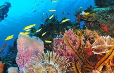 hot-news-martinique-an-island-to-die-for