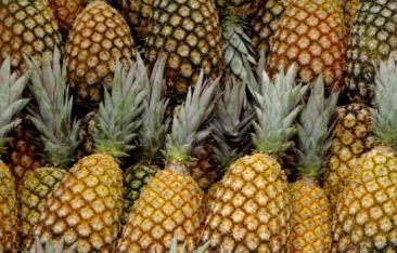 the-caribbean-daily-gregory-towns-26th-annual-pineapple-festival