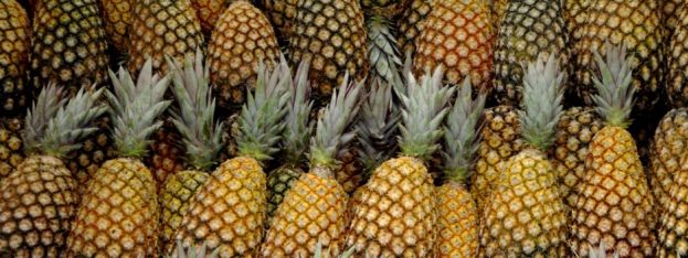 the-caribbean-daily-gregory-towns-26th-annual-pineapple-festival