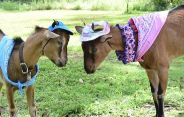 travel-log-get-wild-with-cute-critters-that-call-the-caribbean-home