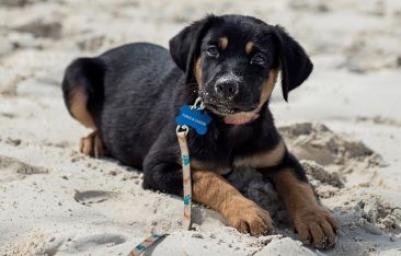 travel-log-in-provo-potcake-pups-are-an-attraction
