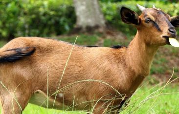 travel-log-kid-you-not-a-four-legged-groundskeeper-at-jamaica-resort