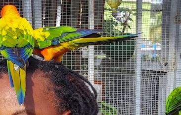 travel-log-most-colorful-attraction-in-sint-maarten