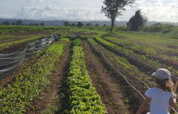 travel-log-san-juan-hotel-partners-with-organic-farm-on-voluntourism-program