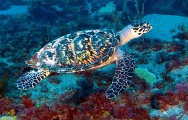 travel-log-where-to-see-sea-turtles-in-the-caribbean