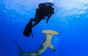 travel-log-you-dont-have-to-be-michael-phelps-swim-with-sharks-in-the-caribbean