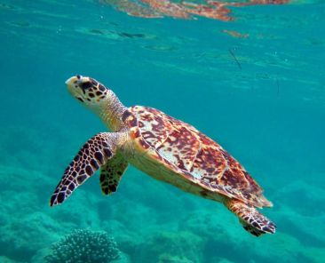 Snorkeling is popular with underwater explorers looking for Hawksbill turtles Photo Credit Antigua Barbuda Tourism
