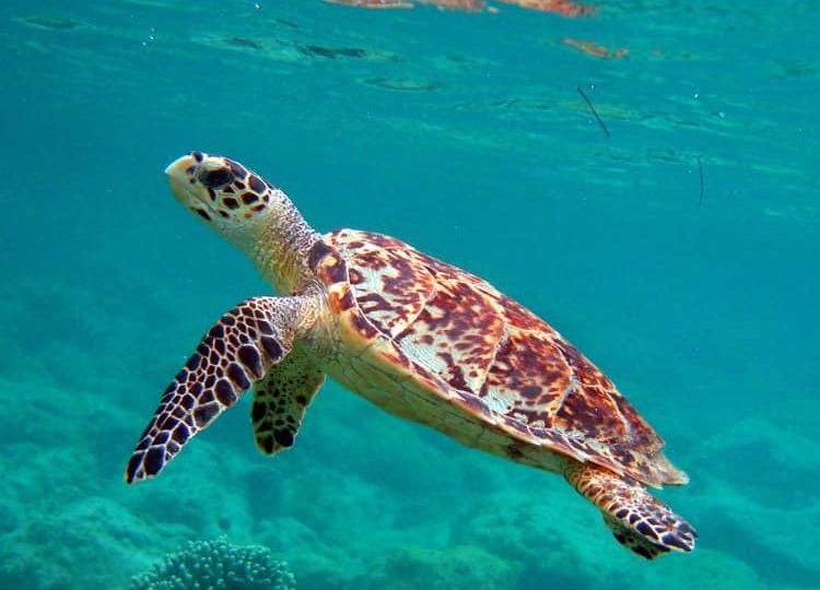 Snorkeling is popular with underwater explorers looking for Hawksbill turtles Photo Credit Antigua Barbuda Tourism