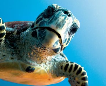 Aruba’s Save-The-Sea-Turtles organization called TurtugAruba, monitor and protect turtle nests on various beaches Photo Credit TurtugAruba