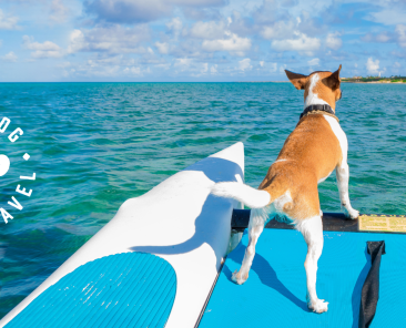Have Dog, Will Travel is the newest tourism campaign in Aruba Photo Credit ATA